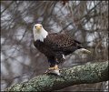 _2SB2404 american bald eagle with fish
